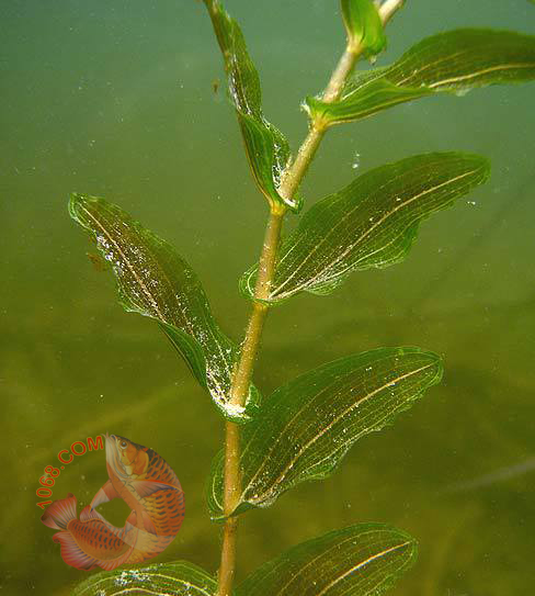 Cây Lá Mía là loài cây thủy sinh được ưa chuộng trong giới thủy sinh hiện nay. Với hình dáng và vẻ đẹp tuyệt vời cộng sự sang trọng một sức sống vô cùng hoàn hảo , Cây Lá Mía là một cây hậu cảnh phổ biến trong hồ thủy sinh hiện nay.